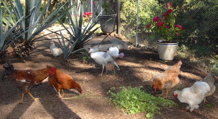 Villa Azalea Inn & Organic Farm JALISCO Экстерьер фото